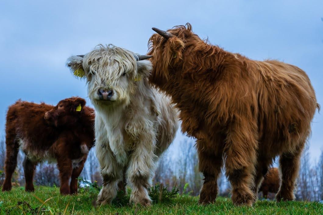 Cattle