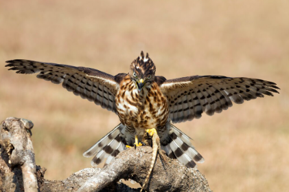 Falconry
