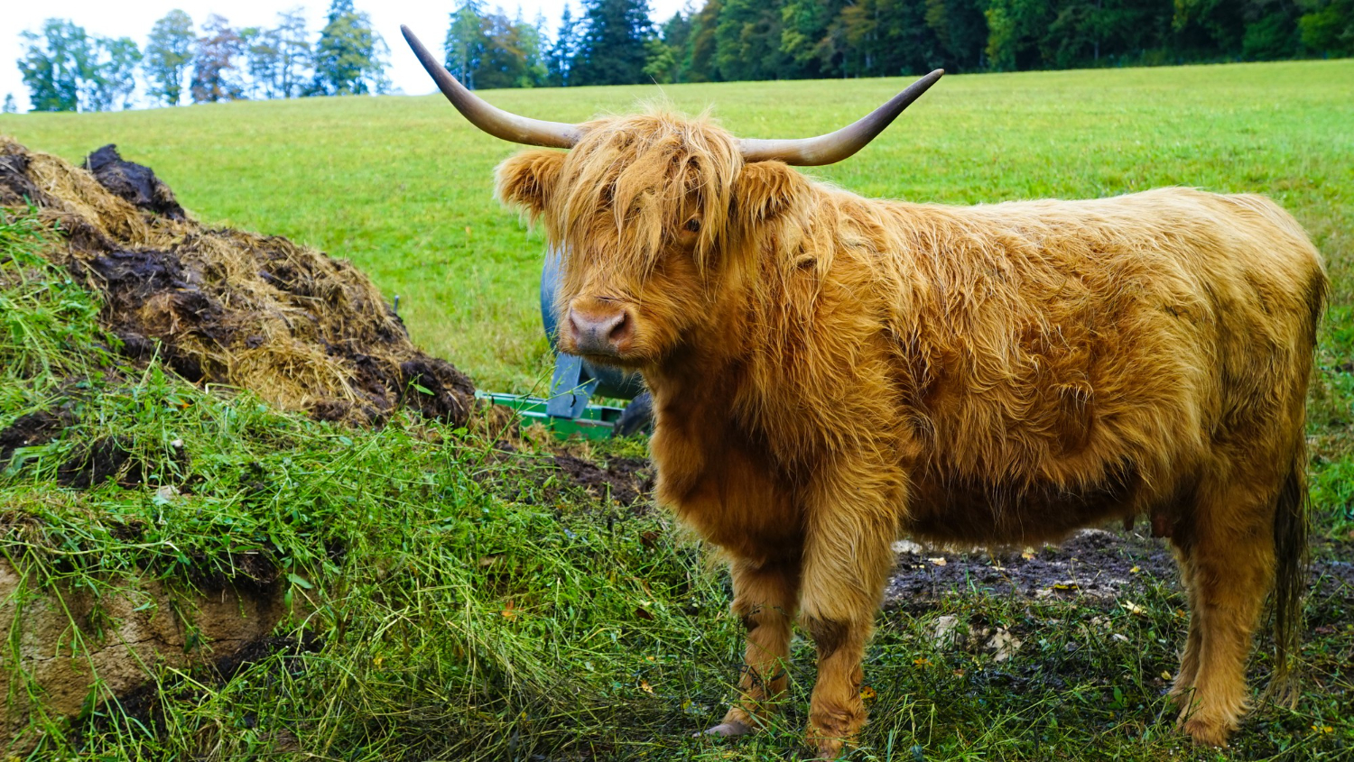 5 Tips for Buying Miniature Highlands